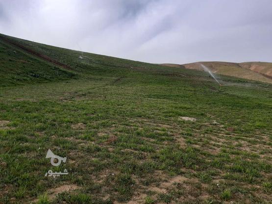 زمین زراعی ، تاکستان و گیادرو در خاتون استی در گروه خرید و فروش املاک در آذربایجان غربی در شیپور-عکس1