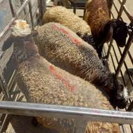 گوسفند زنده قربانی با قصاب