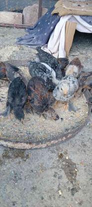 جوجه زیر مرغی نوق در گروه خرید و فروش ورزش فرهنگ فراغت در کرمان در شیپور-عکس1