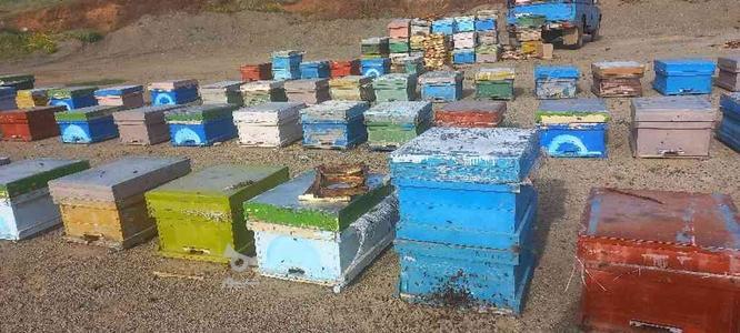 فروش زنبور عسل در گروه خرید و فروش ورزش فرهنگ فراغت در آذربایجان غربی در شیپور-عکس1