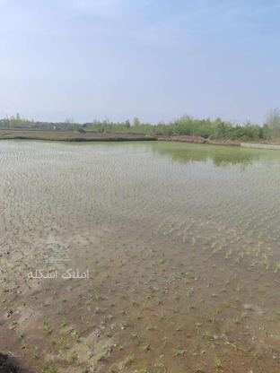زمین کشاورزی/ بهمراه برنج در گروه خرید و فروش املاک در گیلان در شیپور-عکس1