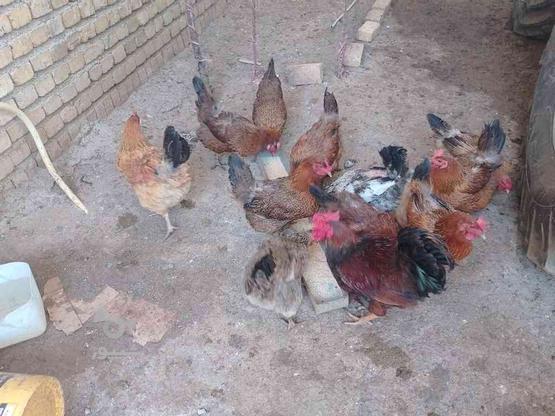 مرغ تخم گذار در گروه خرید و فروش ورزش فرهنگ فراغت در لرستان در شیپور-عکس1