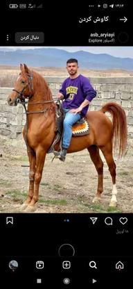 خرید و فروش اسب در گروه خرید و فروش ورزش فرهنگ فراغت در آذربایجان شرقی در شیپور-عکس1