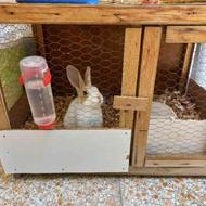 خرگوش با قفس چوبی