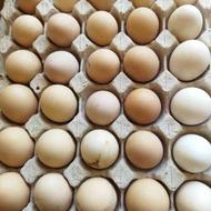 فروش تخم مرغ محلی یک عدد