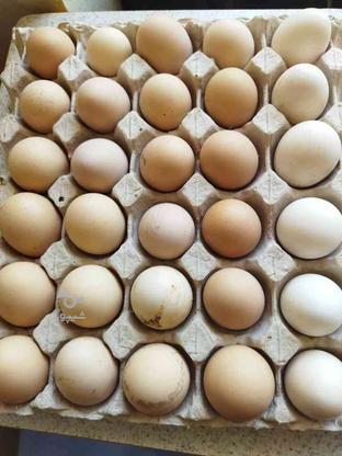 فروش تخم مرغ محلی   در گروه خرید و فروش ورزش فرهنگ فراغت در قزوین در شیپور-عکس1