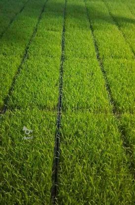نشا برنج سالم در گروه خرید و فروش صنعتی، اداری و تجاری در گیلان در شیپور-عکس1