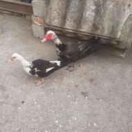 اردک اسرایلی نرو ماده باهم فروش فوری