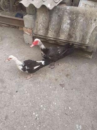 اردک اسرایلی نرو ماده باهم فروش فوری در گروه خرید و فروش ورزش فرهنگ فراغت در گیلان در شیپور-عکس1