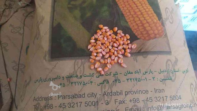 بذر ذرت 704 _ مناسب کشت دانه و علوفه در گروه خرید و فروش صنعتی، اداری و تجاری در تهران در شیپور-عکس1