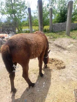کره اسب نه ماهه در گروه خرید و فروش ورزش فرهنگ فراغت در گیلان در شیپور-عکس1