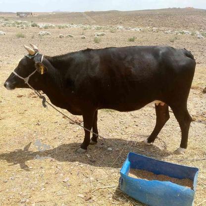 فروش گاو خریدار بزنگ فقط یه شکم زایده در گروه خرید و فروش ورزش فرهنگ فراغت در سیستان و بلوچستان در شیپور-عکس1