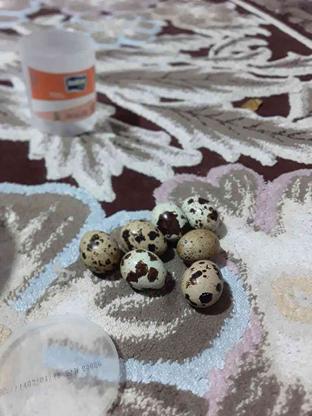 فروش تخم بلدرچین به تعدادنامحدود در گروه خرید و فروش ورزش فرهنگ فراغت در گیلان در شیپور-عکس1