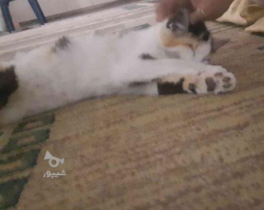 واگذاری رایگان گربه ی 4 ماهه مهربون و اروم و دوست داشتنی در گروه خرید و فروش ورزش فرهنگ فراغت در مازندران در شیپور-عکس1