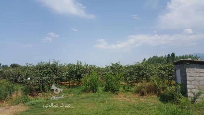 فروش 4000 متر باغ کیوی محصور با سرایداری در گروه خرید و فروش املاک در مازندران در شیپور-عکس1