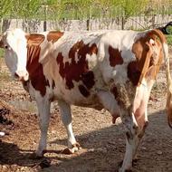 گاو شیری با گوساله نر