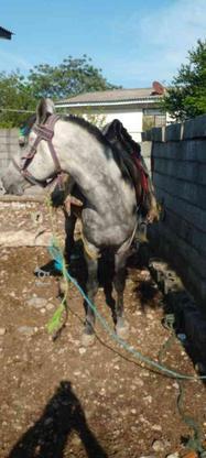 فروش اسب نریان کرد، 5به 6سال در گروه خرید و فروش ورزش فرهنگ فراغت در مازندران در شیپور-عکس1