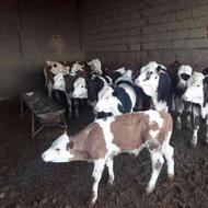 گاو و گوساله در حیوانات مزرعه