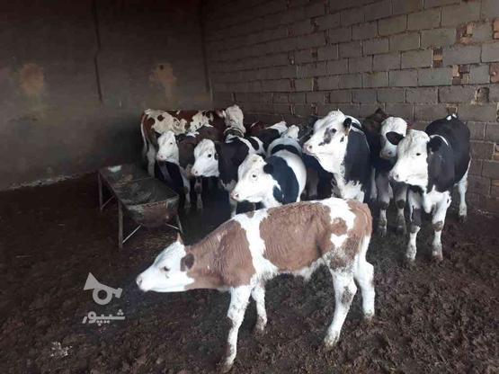گاو و گوساله در حیوانات مزرعه در گروه خرید و فروش ورزش فرهنگ فراغت در گلستان در شیپور-عکس1