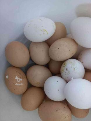 تخم مرغ محلی موجود است در گروه خرید و فروش خدمات و کسب و کار در مازندران در شیپور-عکس1