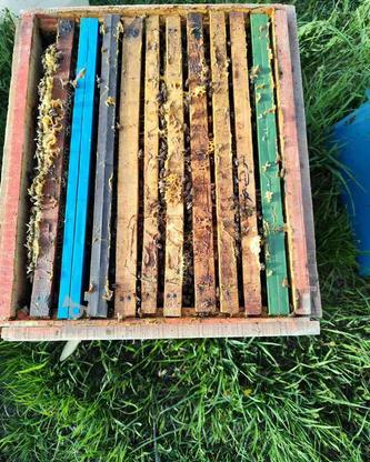 کندو زنبور عسل در گروه خرید و فروش صنعتی، اداری و تجاری در آذربایجان شرقی در شیپور-عکس1