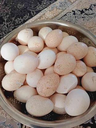 تخم بوقلمون نطفه دار در گروه خرید و فروش ورزش فرهنگ فراغت در مازندران در شیپور-عکس1