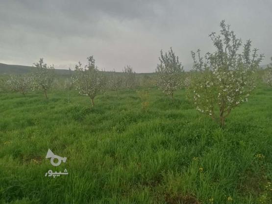 باغ سیب 12 ساله در گروه خرید و فروش املاک در آذربایجان غربی در شیپور-عکس1