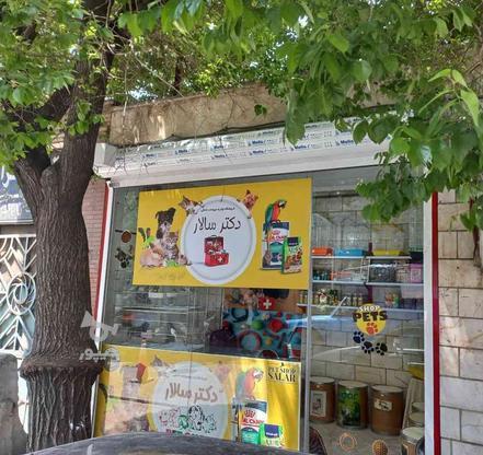 ویزیت و درمان توسط دکتر دامپزشک در گروه خرید و فروش خدمات و کسب و کار در تهران در شیپور-عکس1