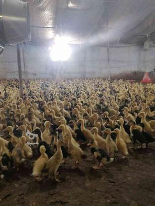 فروش جوجه اردک دو هفته ای در گروه خرید و فروش ورزش فرهنگ فراغت در مازندران در شیپور-عکس1