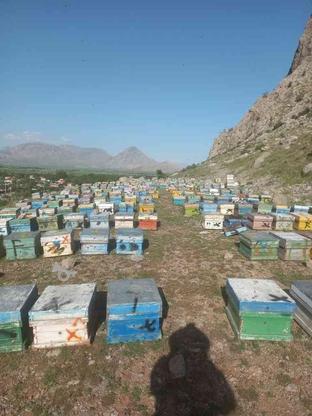 کندوزنبور عسل در گروه خرید و فروش صنعتی، اداری و تجاری در کرمانشاه در شیپور-عکس1