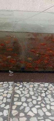 ماهی قرمز چکاب گیری در گروه خرید و فروش ورزش فرهنگ فراغت در مازندران در شیپور-عکس1