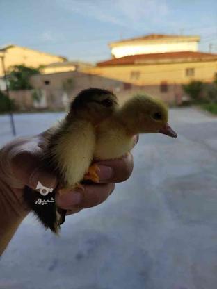 تعداد تقریبا 50تا جوجه اردک اسراییلی 5روزه در گروه خرید و فروش ورزش فرهنگ فراغت در گلستان در شیپور-عکس1