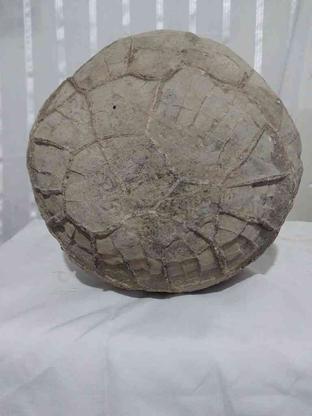 سنگ فسیلی چندین میلیون ساله در گروه خرید و فروش ورزش فرهنگ فراغت در خراسان شمالی در شیپور-عکس1