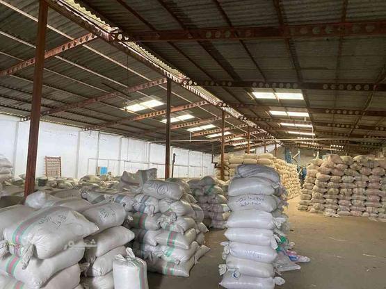 فروش عمده و خرده برنج اصیل فریدونکنار با ضمانت در گروه خرید و فروش خدمات و کسب و کار در مازندران در شیپور-عکس1