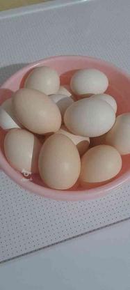 تخم مرغ محلی در گروه خرید و فروش خدمات و کسب و کار در لرستان در شیپور-عکس1