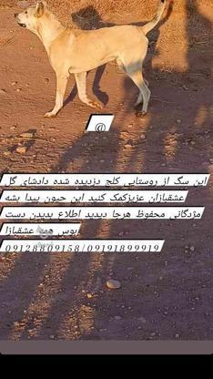 سگ گمشده در در گروه خرید و فروش خدمات و کسب و کار در البرز در شیپور-عکس1