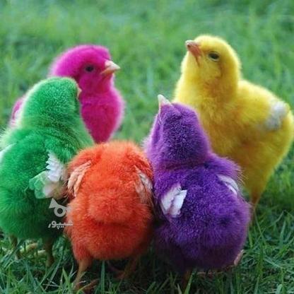 جوجه رنگی و اردک در گروه خرید و فروش ورزش فرهنگ فراغت در کهگیلویه و بویراحمد در شیپور-عکس1