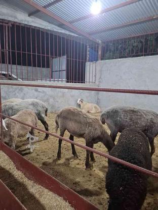 خرید و فروش گوسفند در گروه خرید و فروش ورزش فرهنگ فراغت در مازندران در شیپور-عکس1