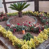 خدمات باغبانی گل کاری باغچه کاری در تمام نقاط تهران