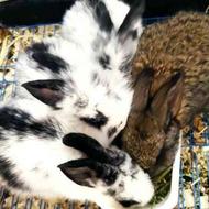 4 عدد بچه خرگوش