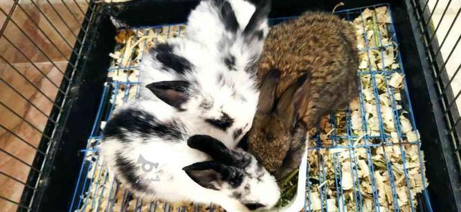 4 عدد بچه خرگوش در گروه خرید و فروش ورزش فرهنگ فراغت در مازندران در شیپور-عکس1