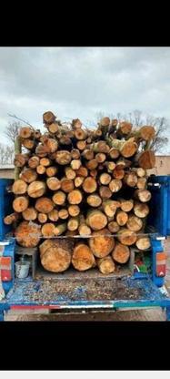 خرید چوب همه نوع سقفی چنار میوه در گروه خرید و فروش خدمات و کسب و کار در زنجان در شیپور-عکس1