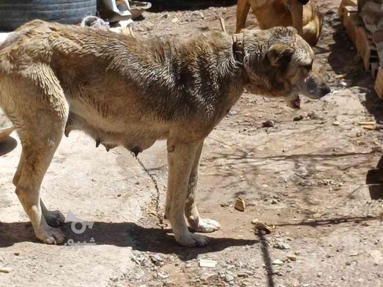 سگ گله سرابی واگذاری در گروه خرید و فروش ورزش فرهنگ فراغت در آذربایجان شرقی در شیپور-عکس1