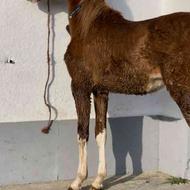 فروش کره اسب عرب ایرانی 1سال