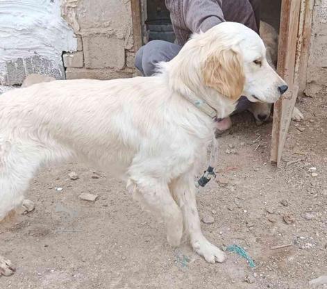 دوعدد سگ گلدن رتریور ماده واگذاری در گروه خرید و فروش ورزش فرهنگ فراغت در البرز در شیپور-عکس1