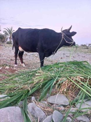 گاو ماده شیری در گروه خرید و فروش ورزش فرهنگ فراغت در سیستان و بلوچستان در شیپور-عکس1