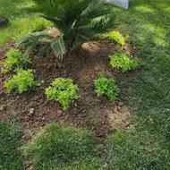 کلیه خدمات باغبانی سمپاشی هرس درختان کودهی گیاهان زینتی سوسک