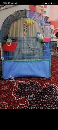 یک جفت مرغ عشق سرحال در گروه خرید و فروش ورزش فرهنگ فراغت در کردستان در شیپور-عکس1