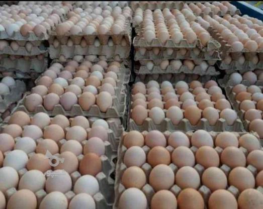 تخم مرغ گلپایگان ارگانیک در گروه خرید و فروش خدمات و کسب و کار در تهران در شیپور-عکس1