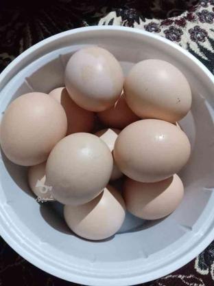 تخم مرغ محلی تازه در گروه خرید و فروش خدمات و کسب و کار در آذربایجان غربی در شیپور-عکس1